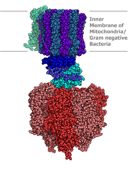 800px-Atp_synthase.PNG