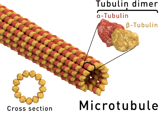 Microtubule_structure.png