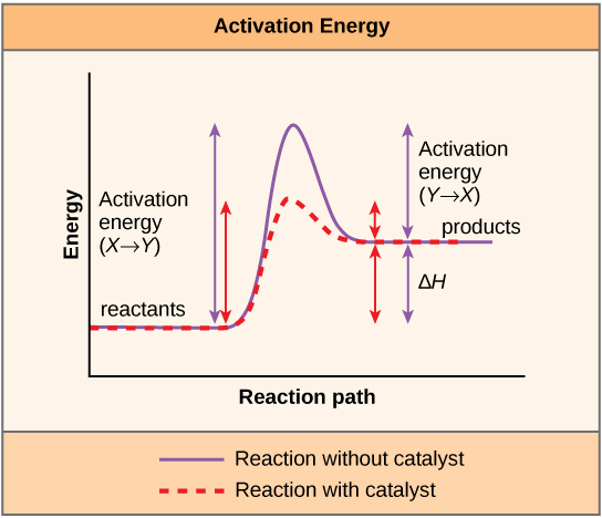Esta gráfica muestra que un catalizador disminuye la energía de activación para una reacción pero no cambia la energía libre de Gibbs.