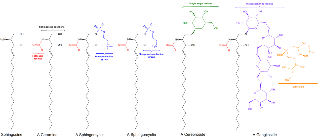 1280px-Sphingolipids_general_structures.png