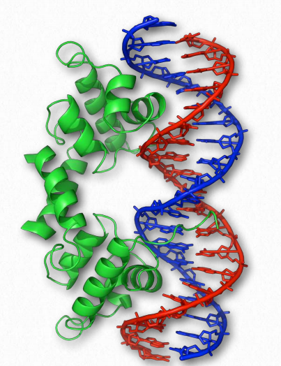 Protein domain - Wikipedia