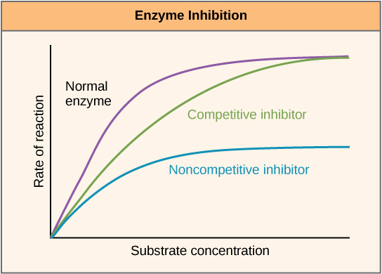 Este gráfico mostra a taxa de reação versus concentração de substrato para uma enzima na ausência de inibidor e para enzima na presença de inibidores competitivos e não competitivos. Os inibidores competitivos e não competitivos diminuem a taxa de reação, mas os inibidores competitivos podem ser superados por altas concentrações de substrato, enquanto os inibidores não competitivos não podem.