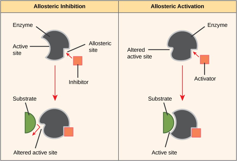 La parte izquierda de este diagrama muestra la inhibición alostérica. El inhibidor alostérico se une a la enzima en un sitio distinto del sitio activo. La forma del sitio activo se altera para que la enzima ya no pueda unirse a su sustrato. La parte derecha de este diagrama muestra la activación alostérica. El activador alostérico se une a la enzima en un sitio distinto del sitio activo. Se cambia la forma del sitio activo, permitiendo que el sustrato se una a una mayor afinidad.
