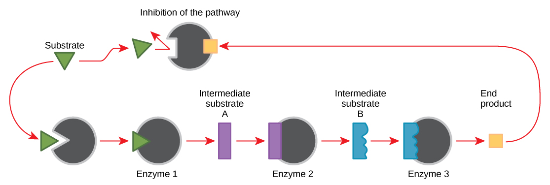 Ce diagramme montre une voie métabolique par laquelle trois enzymes transforment un substrat, en trois étapes, en un produit final. Le produit final inhibe la première enzyme de la voie.