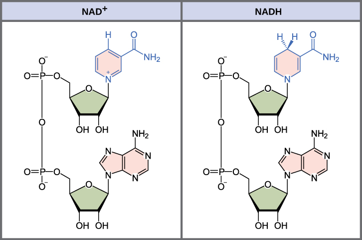 يوضح هذا الرسم التوضيحي التركيب الجزيئي لـ NAD^ {+} و NADH. يتكون كلا المركبين من نيوكليوتيد الأدينين ونوكليوتيد نيكوتيناميد، اللذين يرتبطان معًا لتشكيل ثنائي النوكليوتيد. يقع نيكوتيناميد نيوكليوتيد في الطرف الخامس، ونوكليوتيد الأدينين في الطرف الثالث. نيكوتيناميد هو قاعدة نيتروجينية، مما يعني أنه يحتوي على النيتروجين في حلقة كربونية ذات ستة أعضاء. في NADH، يرتبط هيدروجين إضافي واحد بهذه الحلقة، وهو غير موجود في NAD^ {+}.