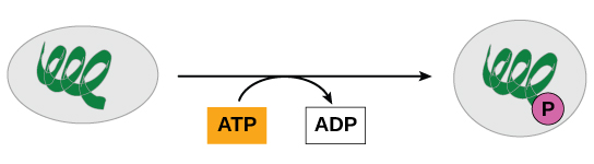 Esta ilustración muestra una reacción de fosforilación a nivel de sustrato en la que el gamma fosfato de ATP se une a una proteína.