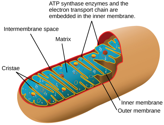 يُظهر هذا الرسم التوضيحي بنية الميتوكوندريا، التي تحتوي على غشاء خارجي وغشاء داخلي. يحتوي الغشاء الداخلي على العديد من الطيات تسمى الكريستا. يُطلق على الفضاء بين الغشاء الخارجي والغشاء الداخلي اسم الفضاء بين الأغشية، ويسمى الفضاء المركزي للميتوكوندريا بالمصفوفة. توجد إنزيمات سينثاز ATP وسلسلة نقل الإلكترون في الغشاء الداخلي.