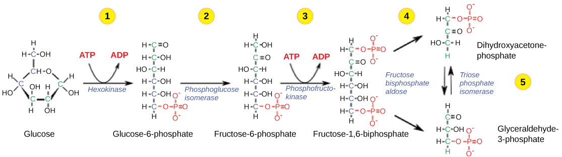 Cette illustration montre les étapes de la première moitié de la glycolyse. Dans la première étape, l'enzyme hexokinase utilise une molécule d'ATP pour la phosphorylation du glucose. Dans la deuxième étape, le glucose-6-phosphate est réarrangé pour former du fructose-6-phosphate par la phosphoglucose isomérase. Dans la troisième étape, la phosphofructokinase utilise une deuxième molécule d'ATP pour la phosphorylation du substrat, formant du fructose-1,6-bisphosphate. L'enzyme fructose bisphosphate aldose divise le substrat en deux, formant du glycéroaldéyde-3-phosphate et du dihydroxyacétone-phosphate. À l'étape 4, la triose phosphate isomérase convertit le dihydroxyacétone-phosphate en glycérodéhyde-3-phosphate