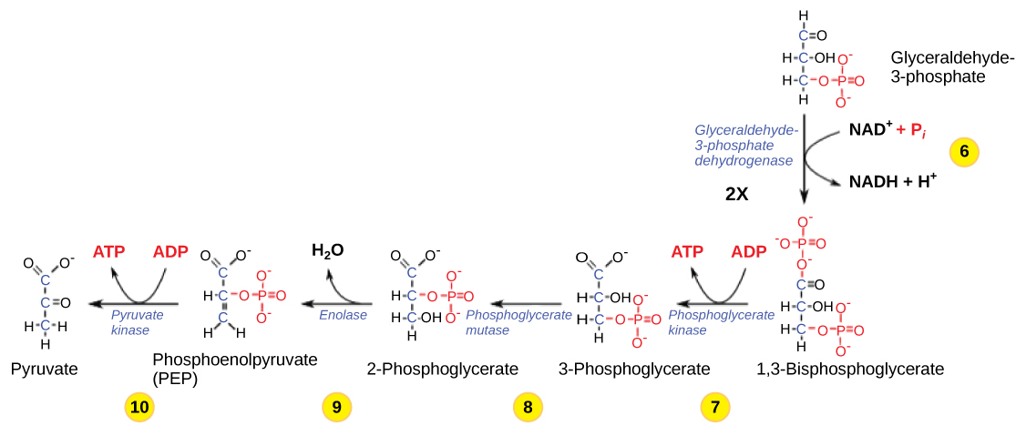 Esta ilustração mostra as etapas da segunda metade da glicólise. Na etapa seis, a enzima gliceraldeído-3-fosfato desidrogenase produz uma molécula de NADH e forma 1,3-bisfosfoglicerato. Na etapa sete, a enzima fosfoglicerato quinase remove um grupo fosfato do substrato, formando uma molécula de ATP e 3-fosfoglicerato. Na etapa oito, a enzima fosfoglicerato mutase reorganiza o substrato para formar 2-fosfoglicerato. Na etapa nove, a enzima enolase reorganiza o substrato para formar fosfoenolpiruvato. Na etapa dez, um grupo fosfato é removido do substrato, formando uma molécula de ATP e piruvato.