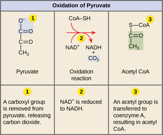 Esta ilustração mostra a conversão em três etapas do piruvato em acetil CoA. Na primeira etapa, um grupo carboxila é removido do piruvato, liberando dióxido de carbono. Na segunda etapa, uma reação redox forma acetato e NADH. Na etapa três, o acetato é transferido pela coenzima A, formando acetil CoA.
