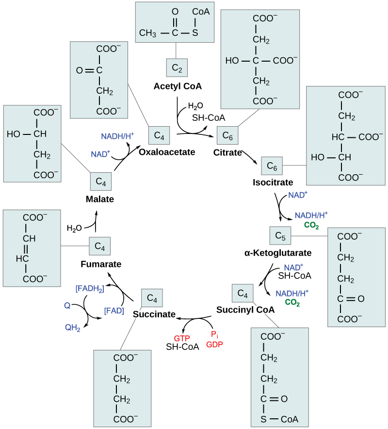 Esta ilustración muestra los ocho pasos del ciclo del ácido cítrico. En la primera etapa, el grupo acetilo del acetil CoA se transfiere a una molécula de oxaloacetato de cuatro carbonos para formar una molécula de citrato de seis carbonos. En la segunda etapa, el citrato se reordena para formar isocitrato. En el tercer paso, el isocitrato se oxida a α-cetoglutarato. En el proceso, se forma un NADH a partir de NAD^ {+} y se libera un dióxido de carbono. En el cuarto paso, se oxida α-cetoglutarato y se agrega CoA, formando succinilCoA. En el proceso, se forma otro NADH y se libera otro dióxido de carbono. En la quinta etapa, se libera CoA de succinilCoA, formando succinato. En el proceso, se forma un GTP, que posteriormente se convierte en ATP. En la sexta etapa, el succinato se oxida a fumarato, y un FAD se reduce a FADH_ {2}. En la séptima etapa, el fumarato se convierte en malato. En la octava etapa, el malato se oxida a oxaloacetato, y se forma otro NADH.