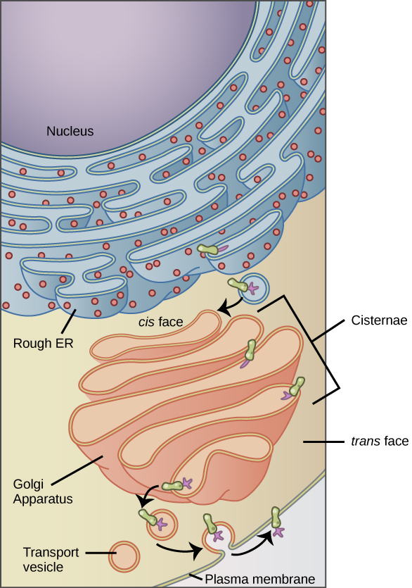A parte esquerda desta figura mostra o ER áspero com uma proteína de membrana integral embutida nele. A parte da proteína voltada para o interior do pronto-socorro tem um carboidrato ligado a ela. A proteína é mostrada saindo do pronto-socorro em uma vesícula que se funde com o lado cis do aparelho de Golgi. O aparelho de Golgi consiste em várias camadas de membranas, chamadas cisternas. À medida que a proteína passa pelas cisternas, ela é modificada ainda mais pela adição de mais carboidratos. Eventualmente, ele deixa a face trans do Golgi em uma vesícula. A vesícula se funde com a membrana celular, de forma que o carboidrato que estava no interior da vesícula agora fica voltado para a parte externa da membrana. Ao mesmo tempo, o conteúdo da vesícula é ejetado da célula.