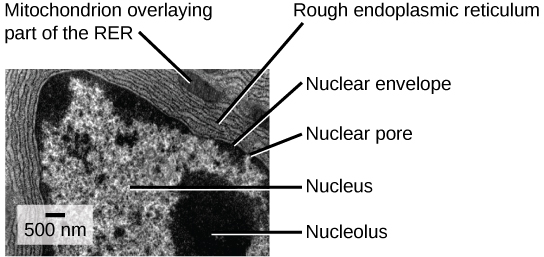 Dans cette micrographie électronique à transmission, le noyau est l'élément le plus important. Le nucléole est une région sombre et circulaire située à l'intérieur du noyau. Un pore nucléaire est visible dans l'enveloppe nucléaire qui entoure le noyau. Le réticulum endoplasmique rugueux entoure le noyau et se présente sous la forme de nombreuses couches de membranes. Une mitochondrie se trouve entre les couches de la membrane du RE.