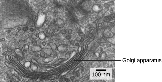 Nesta micrografia eletrônica de transmissão, o aparelho de Golgi aparece como uma pilha de membranas cercadas por organelas sem nome.