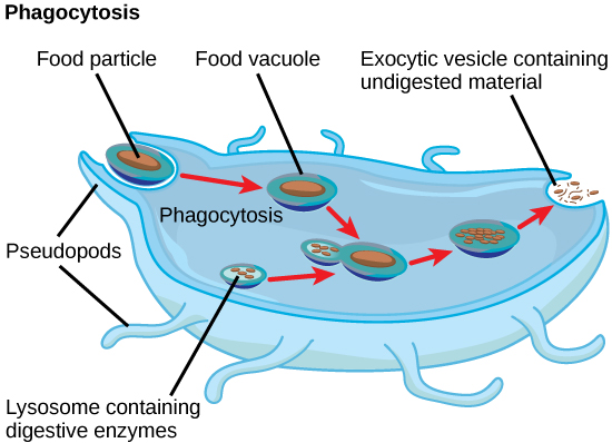 Nesta ilustração, um macrófago consumindo uma bactéria é mostrado. Como a bactéria é consumida pela endocitose, ela é encapsulada em uma vesícula. Um lisossomo se funde com a vesícula e as enzimas digestivas dentro do lisossomo digerem a bactéria. O material não digerido é expelido do macrófago por meio do processo de exocitose.