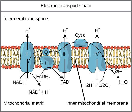 Cette illustration montre la chaîne de transport d'électrons intégrée dans la membrane mitochondriale interne. La chaîne de transport d'électrons est constituée de quatre complexes d'électrons. Le complexe I oxyde le NADH en NAD^^ {+} et pompe simultanément un proton à travers la membrane vers l'espace intermembranaire. Les deux électrons libérés par le NADH sont transférés vers la coenzyme Q, puis vers le complexe III, vers le cytochrome c, vers le complexe IV, puis vers l'oxygène moléculaire. Au cours du processus, deux autres protons sont pompés à travers la membrane vers l'espace intermembranaire, et l'oxygène moléculaire est réduit pour former de l'eau. Le complexe II retire deux électrons du FADH_ {2}, formant ainsi du FAD. Les électrons sont transférés vers la coenzyme Q, puis vers le complexe III, le cytochrome c, le complexe I et l'oxygène moléculaire comme dans le cas de l'oxydation du NADH.