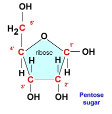 The 5-Carbon Sugar Ribose. During nucleotide production, the nitrogenous base will attach to the 1' carbon and the phosphate group will attach to the 5' carbon. The first 4 carbons shown form the actual ring of the sugar. The 5' carbon comes off of the ring.