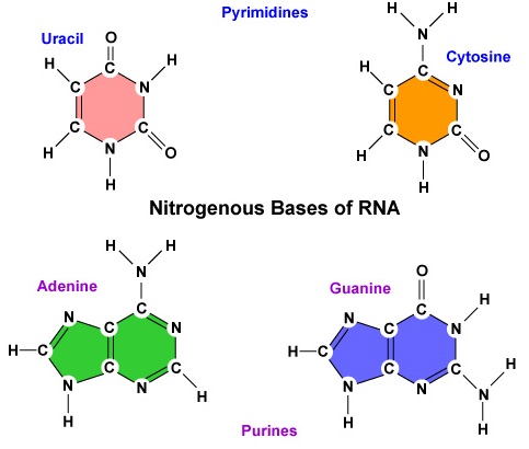 The Four Nitrogenous Bases in RNA: Adenine, Guanine, Cytosine, and Uracil. Adenine and guanine are also known as purine bases; cytosine and uracil are also called pyrimidine bases. Each ribonucleotide will contain one of these four bases.