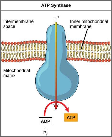 Esta ilustração mostra uma enzima ATP sintase incorporada na membrana mitocondrial interna. A ATP sintase permite que os prótons se movam de uma área de alta concentração no espaço intermembranar para uma área de baixa concentração na matriz mitocondrial. A energia derivada desse processo exergônico é usada para sintetizar ATP a partir do ADP e do fosfato inorgânico.