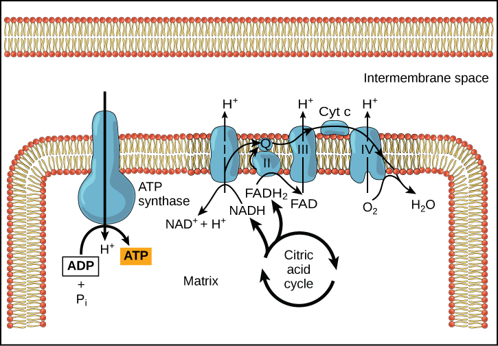 Esta ilustração mostra a cadeia de transporte de elétrons, a enzima ATP sintase incorporada na membrana mitocondrial interna e o ciclo do ácido cítrico que ocorre na matriz mitocondrial. O ciclo do ácido cítrico alimenta NADH e FADH_ {2} para a cadeia de transporte de elétrons. A cadeia de transporte de elétrons oxida esses substratos e, no processo, bombeia prótons para o espaço intermembranar. A ATP sintase permite que os prótons voltem para a matriz e sintetiza o ATP.