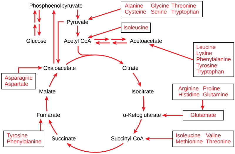 Cette illustration montre que les acides aminés alanine, glycine, thréonine, cystéine et sérine peuvent être convertis en pyruvate. La leucine, la lysine, la phénylalanine, la tyrosine, le tryptophane et l'isoleucine peuvent être convertis en acétyl CoA. L'arginine, la proline, l'histidine, la glutamine et le glutamate peuvent être convertis en α-cétoglutarate. L'isoleucine, la valine, la méthionine et la thréonine peuvent être converties en succinyl CoA. La tyrosine et la phénylalanine peuvent être converties en fumarate, et l'aspartate et l'asparagine peuvent être convertis en oxaloacétate.