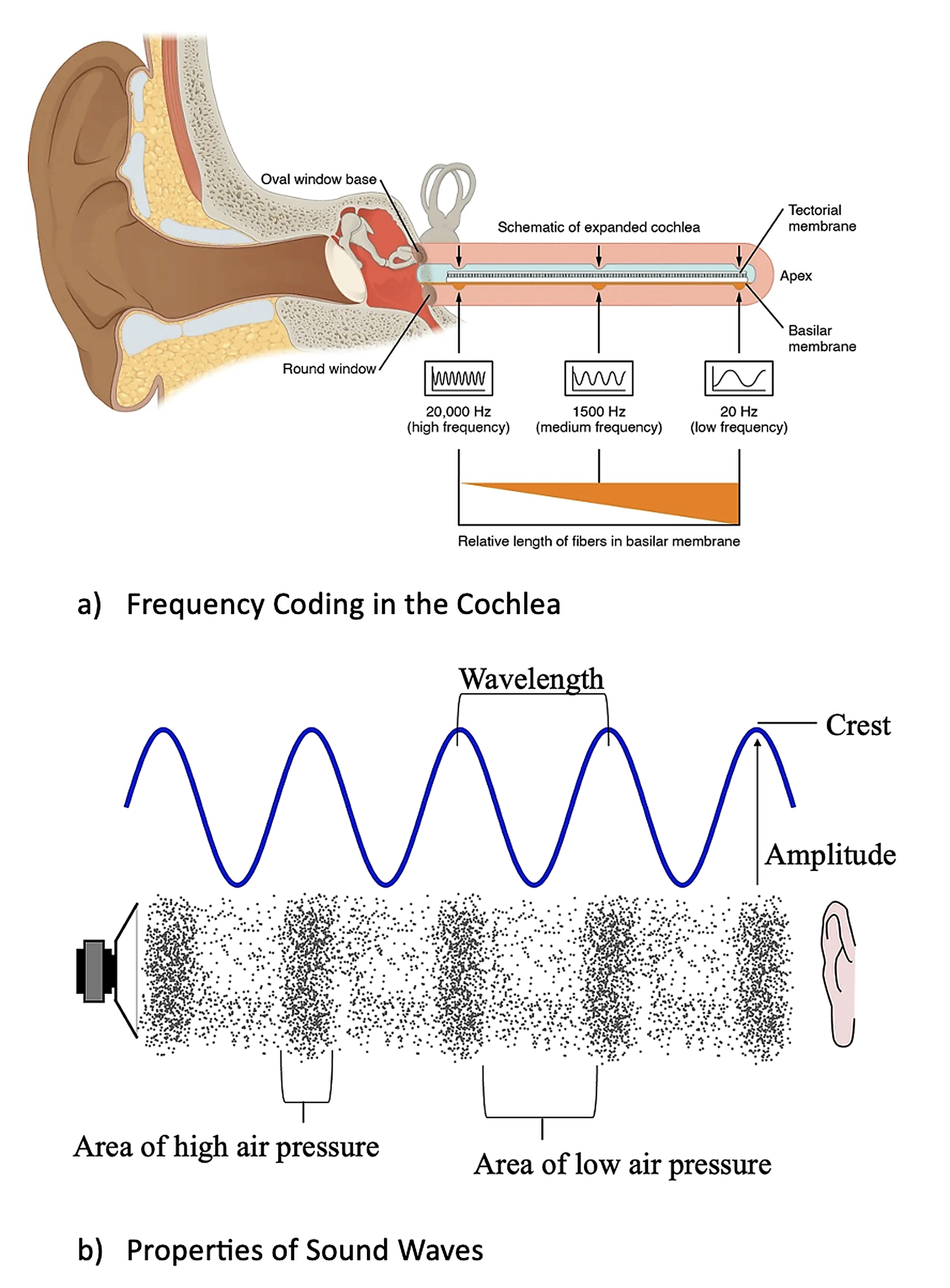 Lesson 10.4: Hearing- Turning Vibrations into Perception - Biology