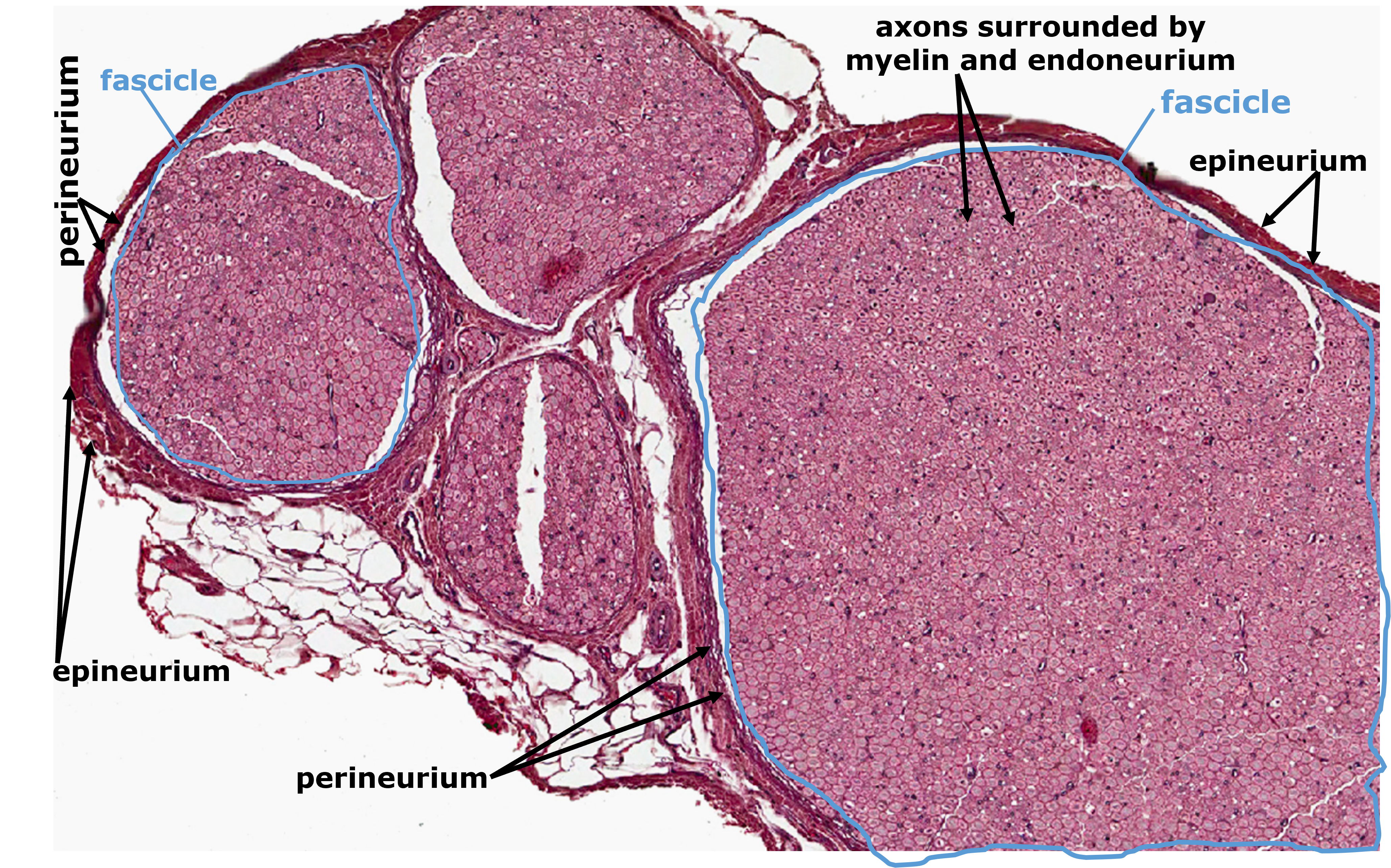 cross section of nerve light microscope