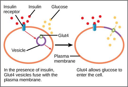 Wakati insulini katika mfumo wa damu kumfunga insulini receptor katika utando wa plasma ya seli lengo, vilengelenge zenye glucose transporter Glut-4 fuses na utando plasma. Glut-4 ni transporter ambayo inaruhusu glucose kuingia kiini.
