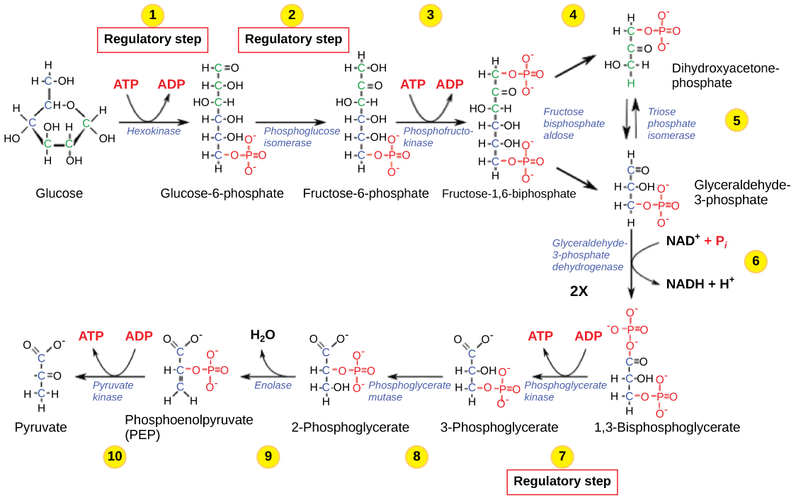 Esta ilustración muestra que la glucólisis se regula a través de tres enzimas clave: la hexoquinasa fosfofructoquinasa y la fosfoglicerato quinasa. Las dos primeras enzimas hidrolizan un ATP y la tercera produce ATP.