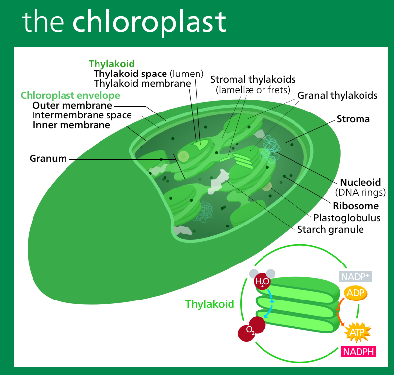 800px-Chloroplast_II.svg.png