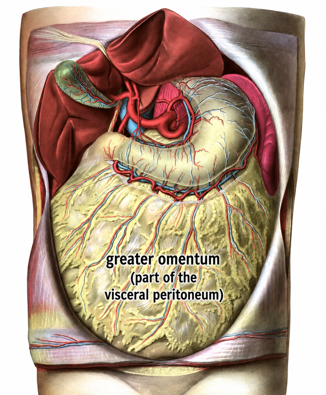 anterior view of abdominal cavity showing the greater omentum (part of the visceral peritoneum)