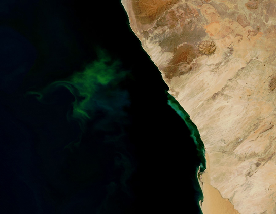Esta foto mostra uma proliferação de bactérias verdes na água.