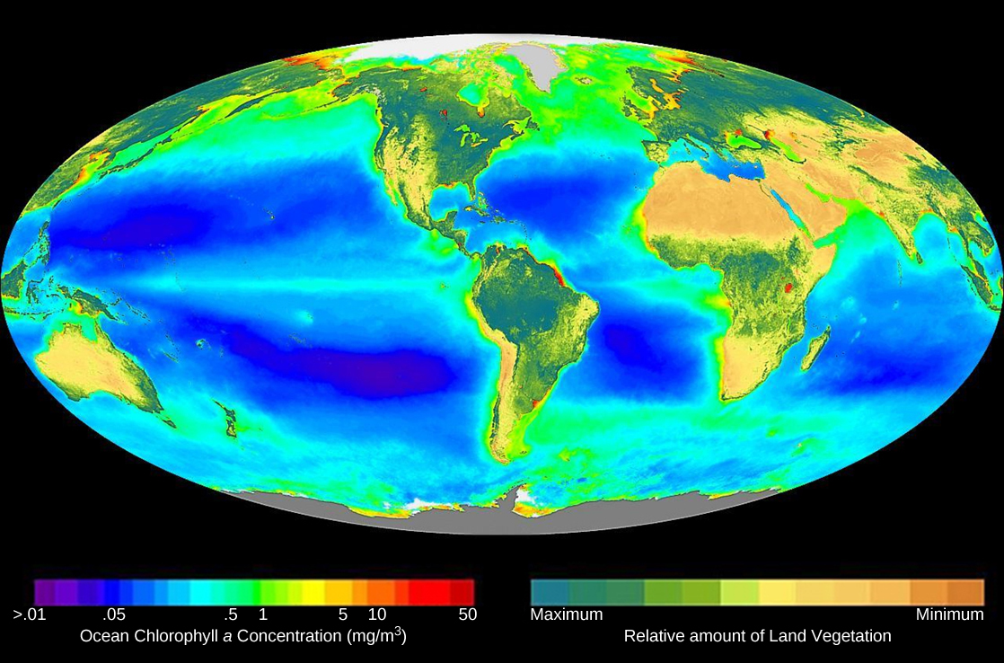 تُظهر الصورة خريطة للعالم، ملونة بمستويات الكلوروفيل أ على الأرض وفي المحيط.