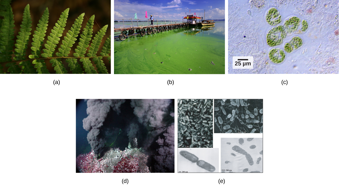 La photo a montre une feuille de fougère. La photo b montre des algues vertes épaisses poussant sur l'eau. La micrographie c montre des cyanobactéries, qui sont des bâtonnets verts d'environ 10 microns de long. La photo D montre de la fumée noire s'échappant d'un évent sous-marin recouvert de vers rouges. La micrographie E montre des bactéries en forme de bâtonnets d'environ 1,5 micron de long