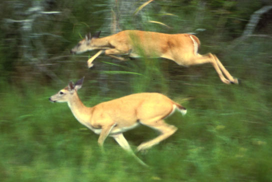Una foto muestra ciervos corriendo a través de pasto alto junto a un bosque.