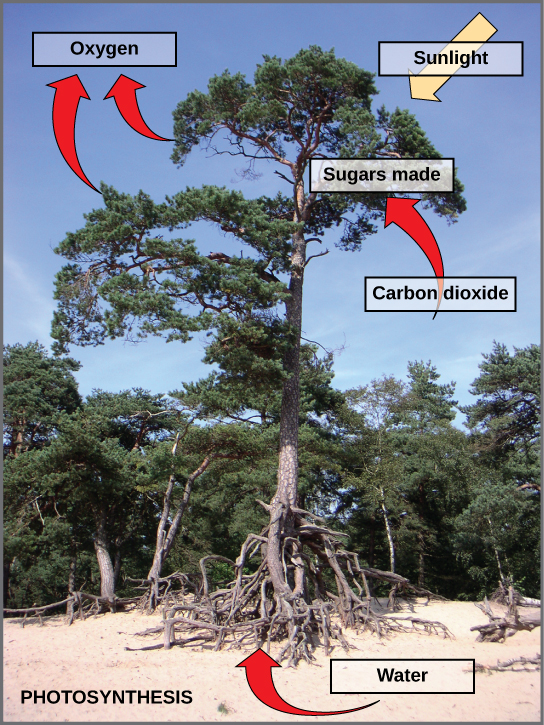 Foto de uma árvore. As setas indicam que a árvore usa dióxido de carbono, água e luz solar para produzir açúcares e oxigênio.
