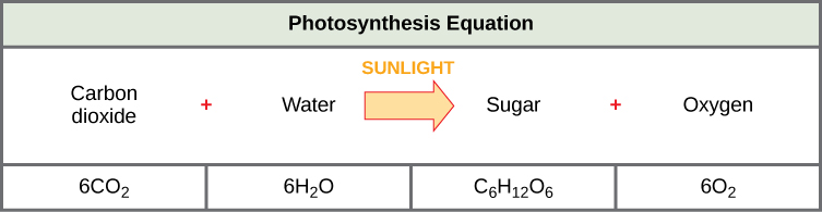 A equação da fotossíntese é mostrada. De acordo com essa equação, seis moléculas de dióxido de carbono e seis moléculas de água produzem uma molécula de açúcar e seis moléculas de oxigênio. A molécula de açúcar é feita de seis carbonos, doze hidrogênios e seis oxigênios. A luz solar é usada como fonte de energia.