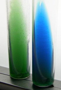 Citrate test - Negative citrate test result (left); positive citrate test result (right).