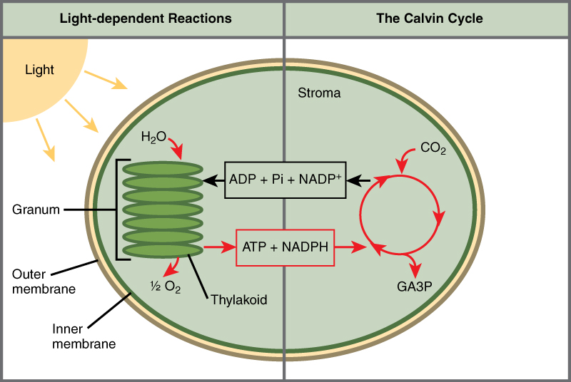 Cette illustration montre un chloroplaste avec une membrane externe, une membrane interne et des empilements de membranes à l'intérieur de la membrane interne appelés thylakoïdes. L'ensemble de la pile est appelé granum. Lors des réactions à la lumière, l'énergie du soleil est convertie en énergie chimique sous forme d'ATP et de NADPH. Dans le processus, de l'eau est utilisée et de l'oxygène est produit. L'énergie de l'ATP et du NADPH est utilisée pour alimenter le cycle de Calvin, qui produit du GA3P à partir du dioxyde de carbone. L'ATP est décomposé en ADP et Pi, et le NADPH est oxydé en NADP+. Le cycle est terminé lorsque les réactions lumineuses reconvertissent ces molécules en ATP et en NADPH.