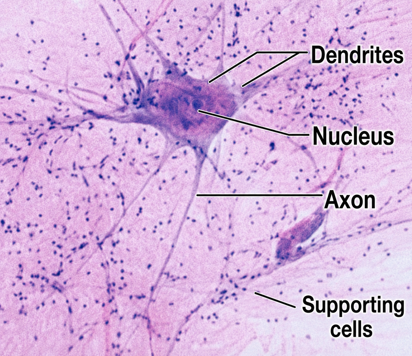 Lesson 3.4: Tissues of the Body - Biology LibreTexts