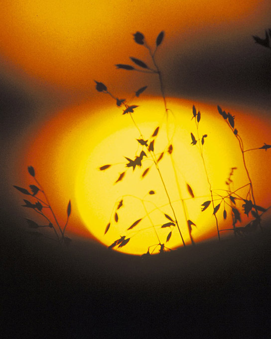 تظهر الصورة صورة ظلية لنبات عشبي مقابل الشمس عند غروب الشمس.