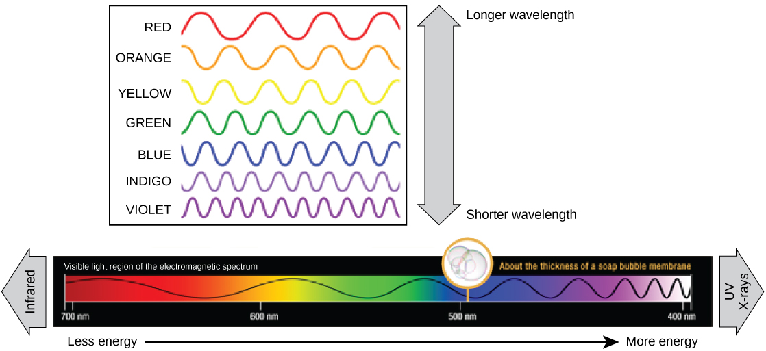 A ilustração mostra as cores da luz visível. Em ordem decrescente de comprimento de onda, de 700 nanômetros para 400 nanômetros, eles são vermelho, laranja, amarelo, verde, azul, índigo e violeta. 500 nanômetros têm aproximadamente a espessura de uma membrana de bolha de sabão. O infravermelho tem comprimentos de onda maiores do que a luz vermelha, e os raios UV e raios-X têm comprimentos de onda mais curtos do que a luz violeta.