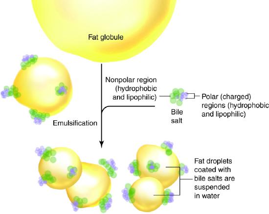 Emulsification of a fat globule by bile salts. Labels indicate the nonpolar region and polar charged regions of bile salts.
