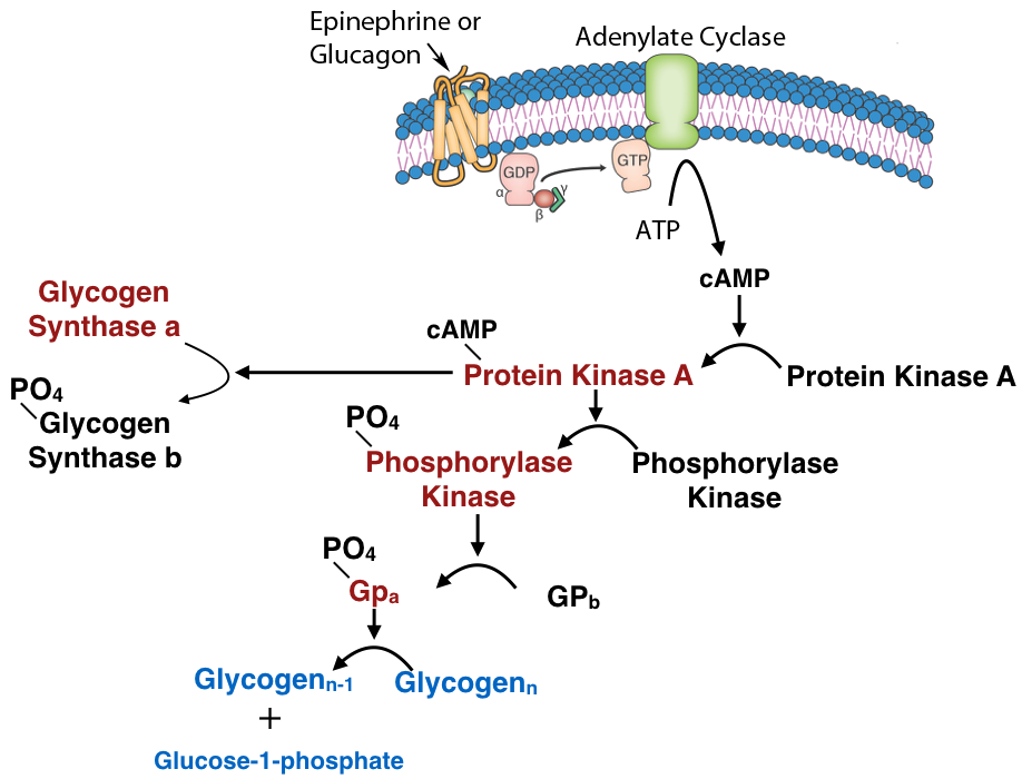 Kinase Cascade Epinephrine Glycogen Synthase KGA.png