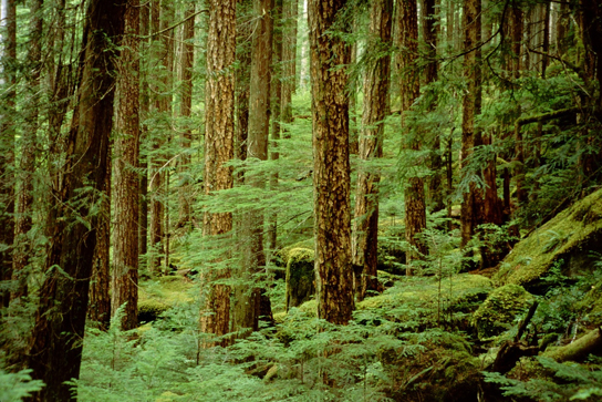 A foto mostra vegetação rasteira em uma floresta.