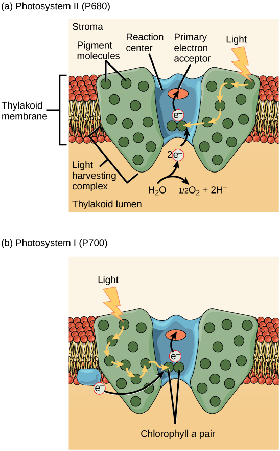 يُظهر الرسم التوضيحي a بنية PSII، المضمنة في غشاء الثيلاكويد. في قلب PSII يوجد مركز التفاعل. يُحاط مركز التفاعل بمركب تجميع الضوء، الذي يحتوي على جزيئات صبغة الهوائي التي تنقل طاقة الضوء نحو زوج من جزيئات الكلوروفيل A في مركز التفاعل. ونتيجة لذلك، يتم تحفيز الإلكترون ونقله إلى متقبل الإلكترون الأساسي. ينقسم جزيء الماء ويطلق إلكترونين يستخدمان لاستبدال الإلكترونات المثارة. يوضح الرسم التوضيحي b بنية PSI، والتي تشبه في هيكلها PSII. ومع ذلك، يستخدم PSII إلكترونًا من سلسلة نقل إلكترون الكلوروبلاست المضمنة أيضًا في غشاء الثيلاكويد ليحل محل الإلكترون المستحث.