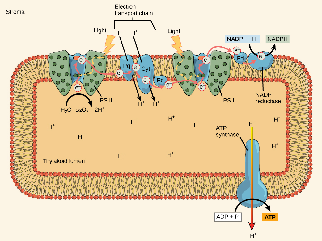 This illustration shows the components involved in the light reactions, which are all embedded in the thylakoid membrane. Photosystem II uses light energy to strip electrons from water, producing half an oxygen molecule and two protons in the process. The excited electron is then passed through the chloroplast electron transport chain to photosystem I. Photosystem I passes the electron to NADP+ reductase, which uses it to convert NADP+ and a proton to NADPH. As the electron transport chain moves electrons, it pumps protons into the thylakoid lumen. The splitting of water also adds electrons to the lumen, and the reduction of NADPH removes protons from the stroma. The net result is a low pH inside the thylakoid lumen, and a high pH outside, in the stroma. ATP synthase embedded the thylakoid  membrane moves protons down their electrochemical gradient, from the lumen to the stroma, and uses the energy from this gradient to make ATP.