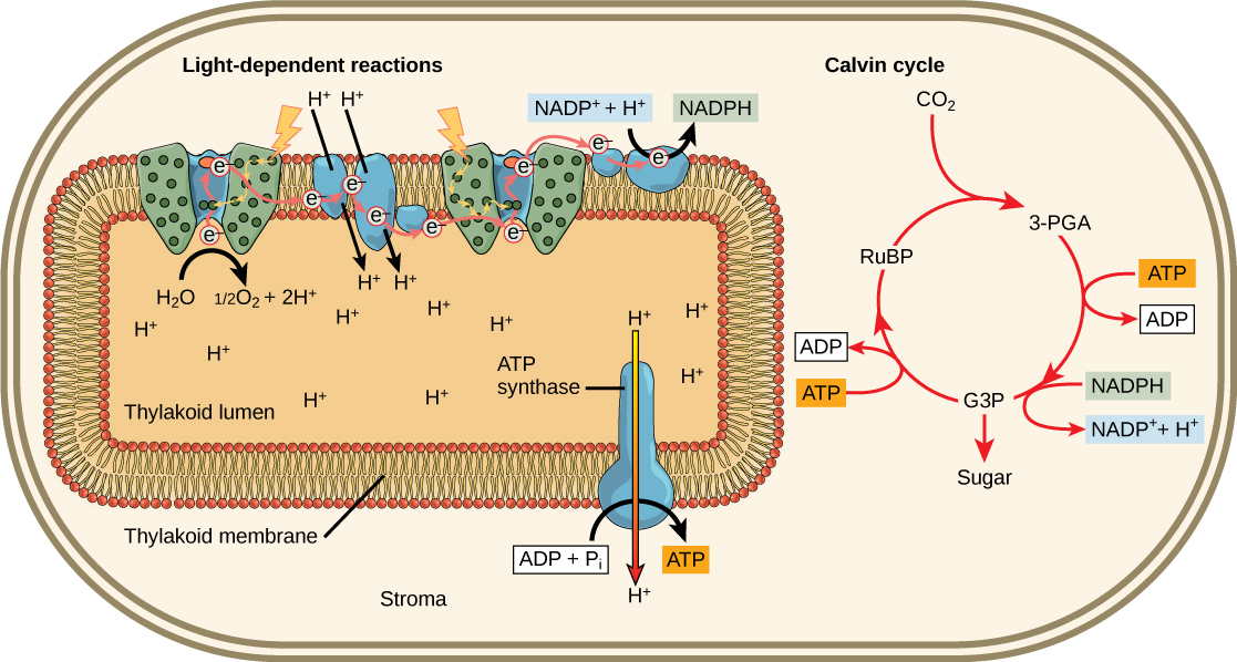 Cette illustration montre que l'ATP et le NADPH produits lors des réactions à la lumière sont utilisés dans le cycle de Calvin pour fabriquer du sucre.
