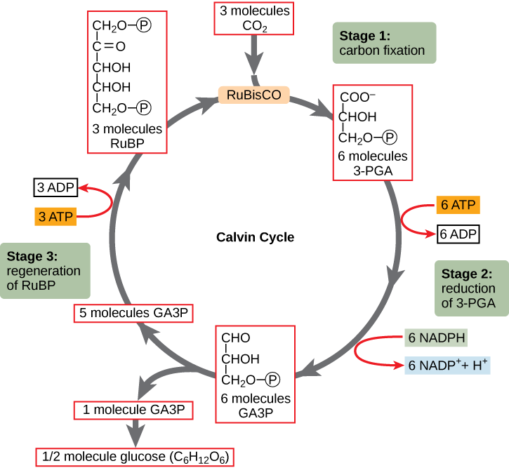 يتم عرض رسم تخطيطي لدورة Calvin بمراحلها الثلاث: تثبيت الكربون وتقليل 3-PGA وتجديد rubP. في المرحلة الأولى، يضيف إنزيم RubiSCO ثاني أكسيد الكربون إلى جزيء الكربون الخمسة rubP، مما ينتج جزيئين من ثلاثة كربون 3-PGA. في المرحلة 2، يتم استخدام اثنين من NADPH واثنين من ATP لتقليل 3-PGA إلى GA3P. في المرحلة 3 يتم تجديد rubP من GA3P. يتم استخدام ATP واحد في هذه العملية. تنتج ثلاث دورات كاملة واحدة GA3P جديدة، والتي يتم إخراجها من الدورة وتحويلها إلى جلوكوز (C6H12O6).
