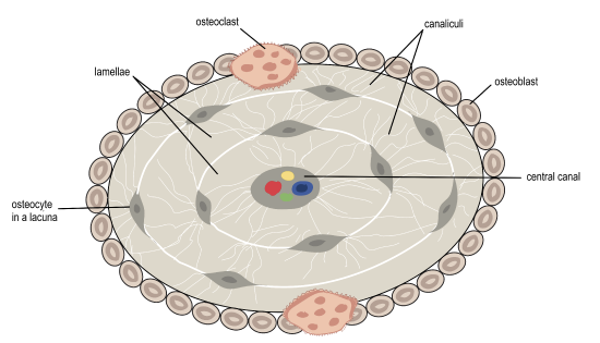 6: Bone Tissue and Skeletal System Introduction - Biology LibreTexts